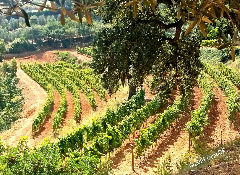 Amphitheatre of vines