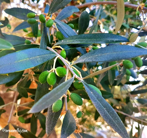 Baby olives