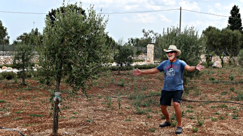 Olive trees July 2018