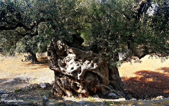 2000 year old olive tree